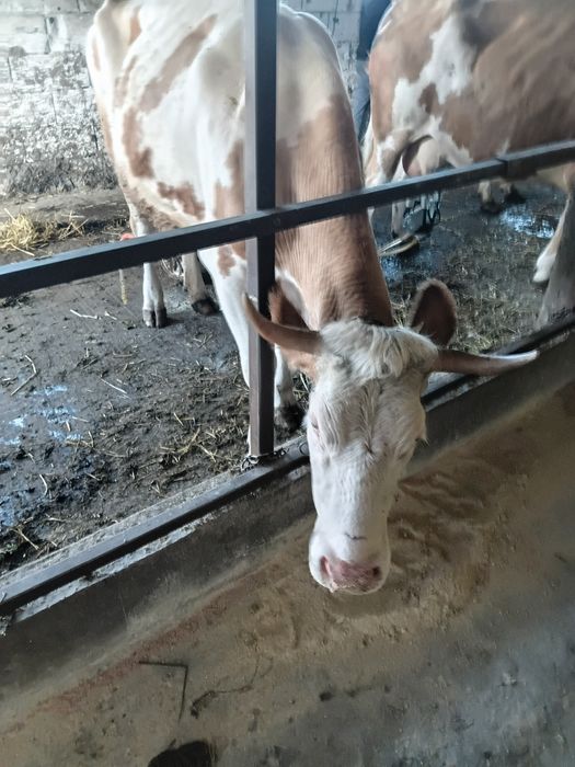 Va vaca cu lapte