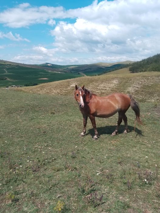 Vand o iapa și o mânză