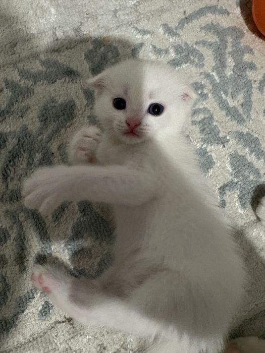 белая шиншилла, вислоухий мальчик