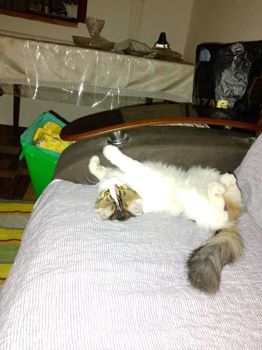 бесплатно отдам котёнка