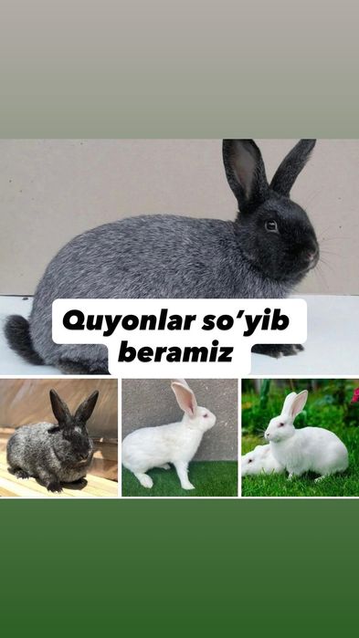 Tirik quyonlar bor, so’yib beramiz