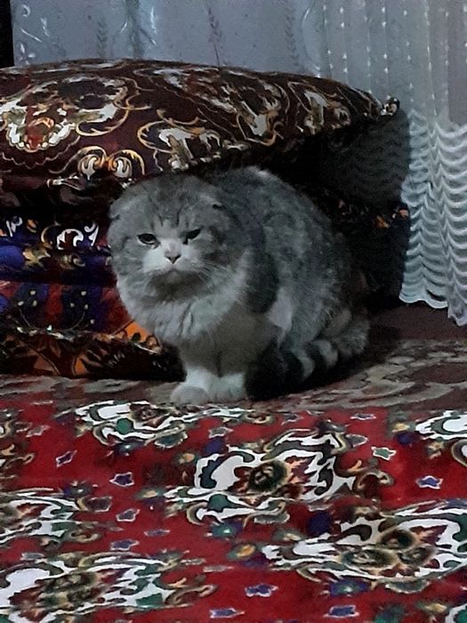 Erkatoy mushuk sotiladi