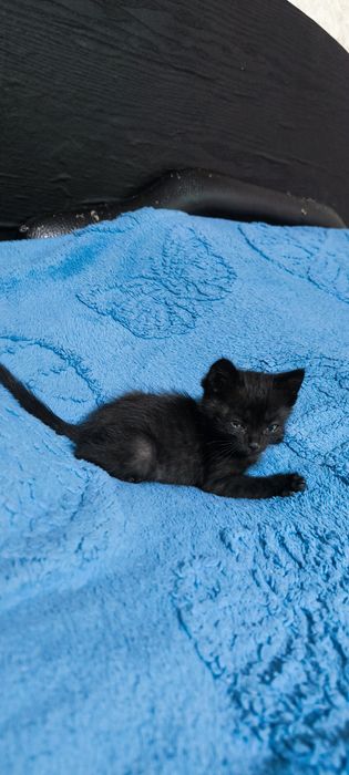 Котенок в добрые руки