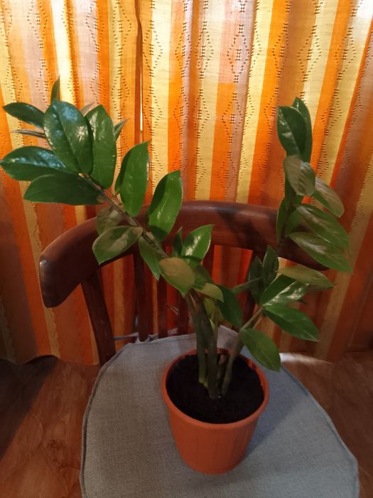 Продам комнатные цветы.