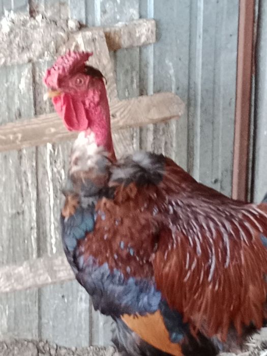 Домашние курочки