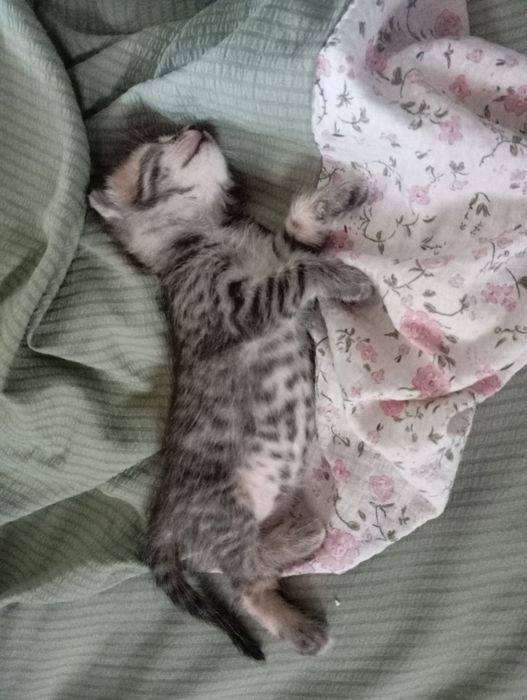 Отдам котенка в добрые руки