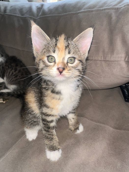 Кошечки пристраивается в добрые руки.