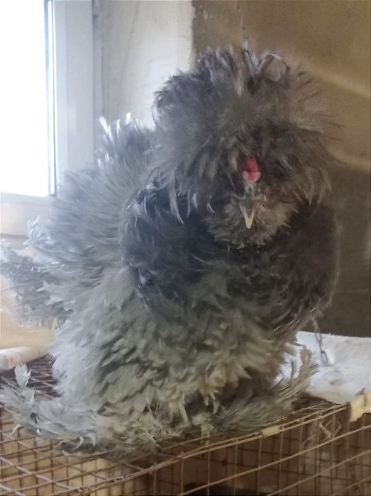 Американский шолк тухум жужалар бор сотилади манзил шахрихон