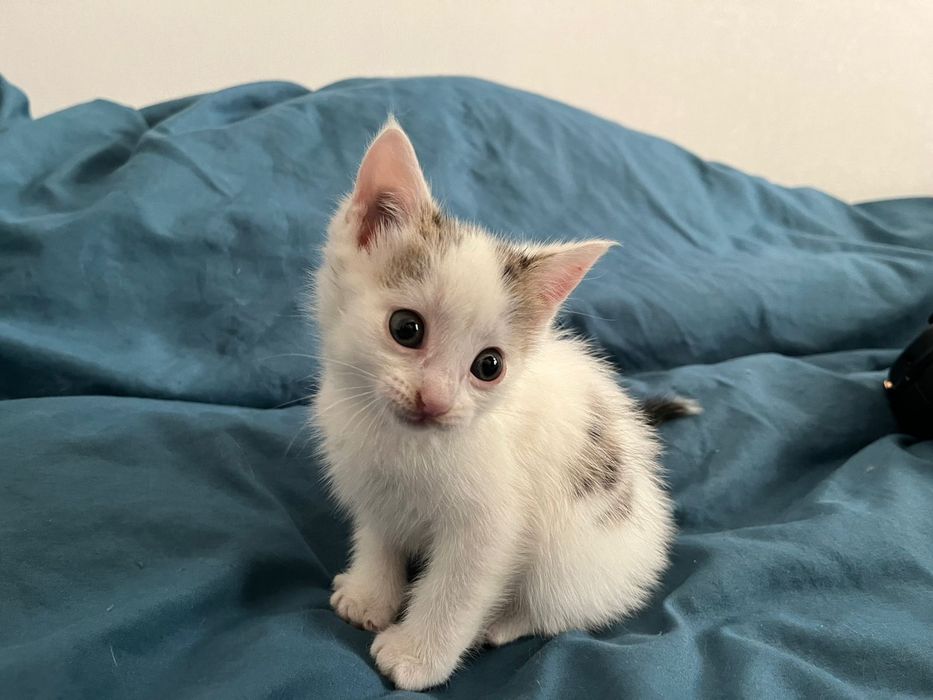 Отдам котёнка девочка