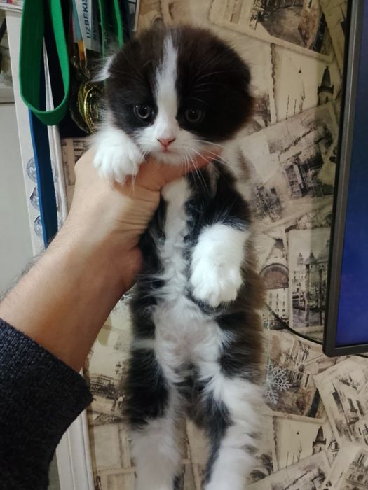 Продам вислоухие котик