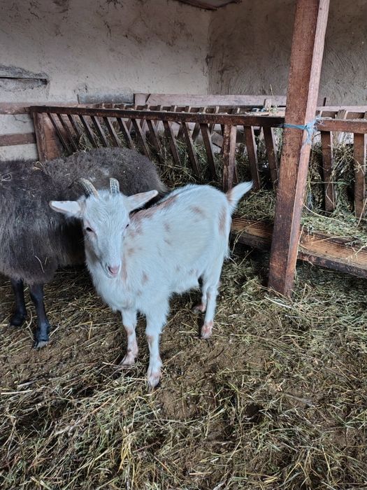 Capre și berbeci Romanov