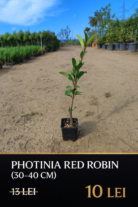 Plante pentru gard viu – Photinia, Prunus, Leylandii, Bonsai