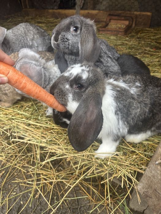 Iepuri berbec german