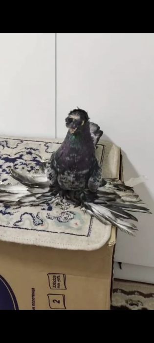 Голуб голуб.