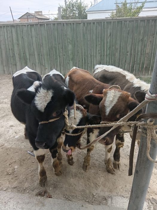 Бұқалар сатылады. Продам бычков.