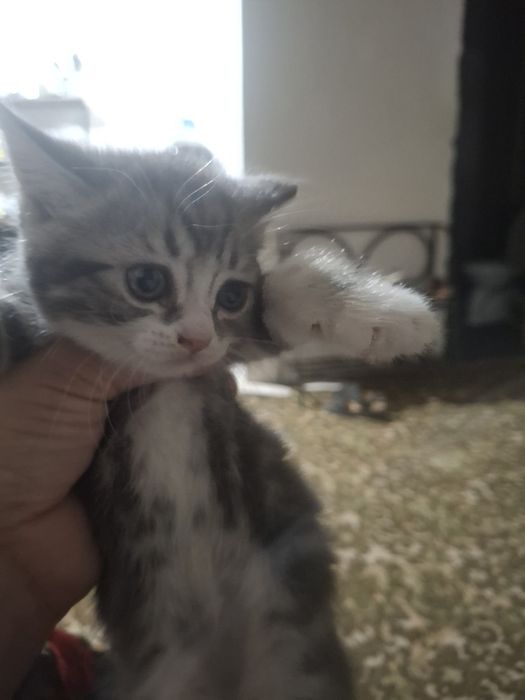 Скотиш страит котята