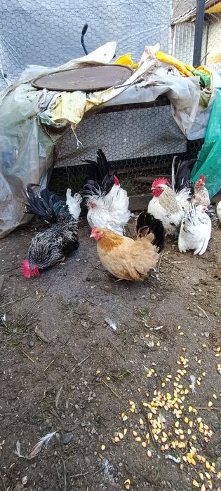 Cocosi chabo de anu asta