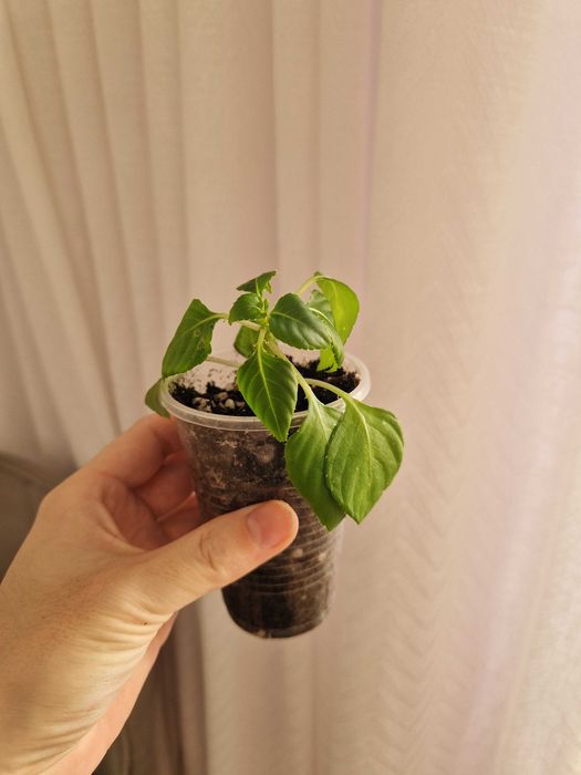 Бальзамин черенки