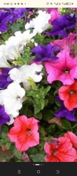 Петуния. Рассада микс