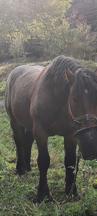 Urgent!! Vând armăsar