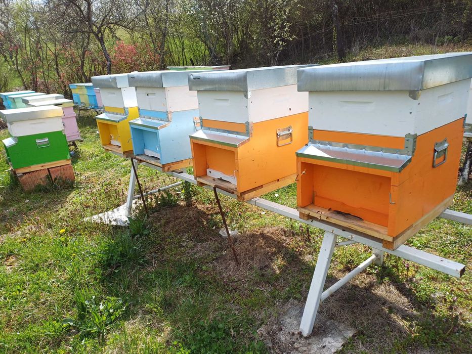 Familii albine de vanzare