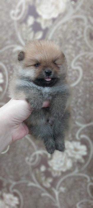 Шпицы щеночки готовы к переезду