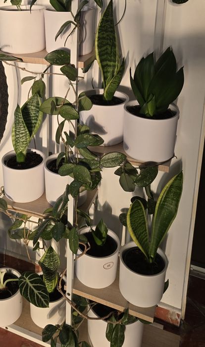 Limba soacrei Sansevieria 'Futura Superba'