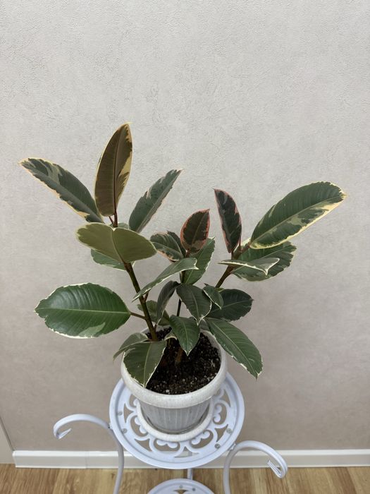 Фикус 7000 тенге