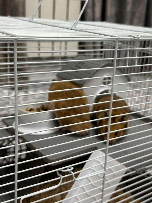 Сирийские хомяки