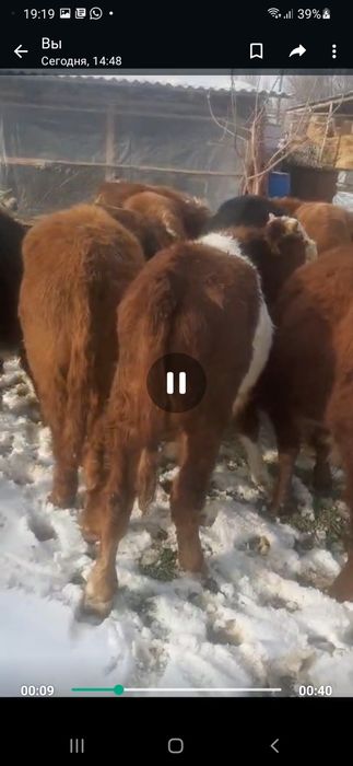 225 мыңнан патсостар