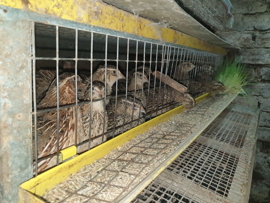 Инкубационные перепелиные яйца