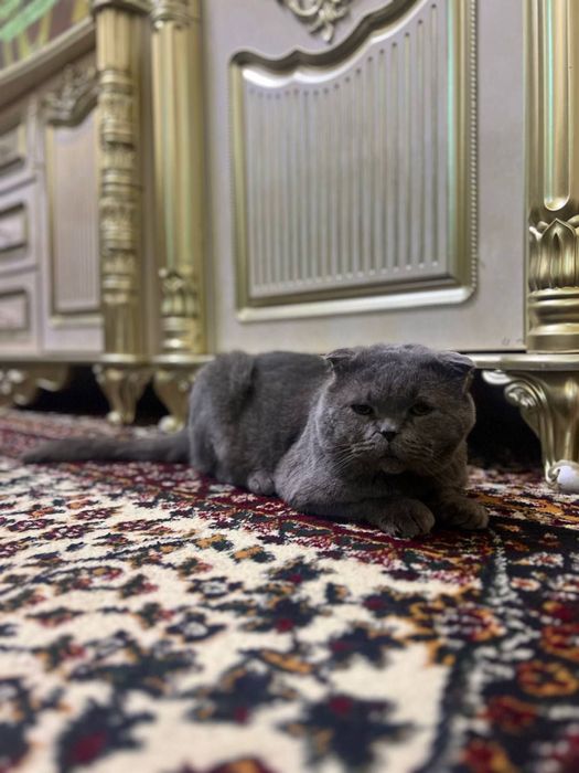 Скоттиш Фолд СРОЧНО