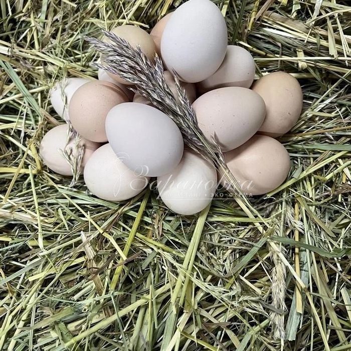 Домашнее яйца продам