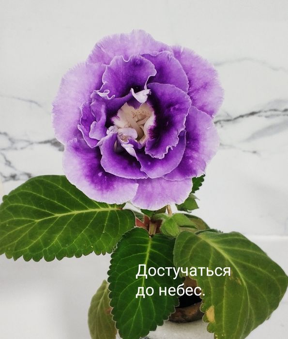 Цветущие глоксинии.
