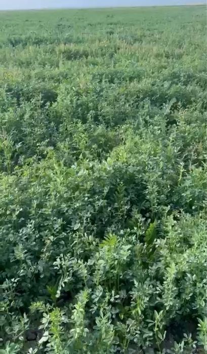 Семена люцерный Жонышка тұқымы