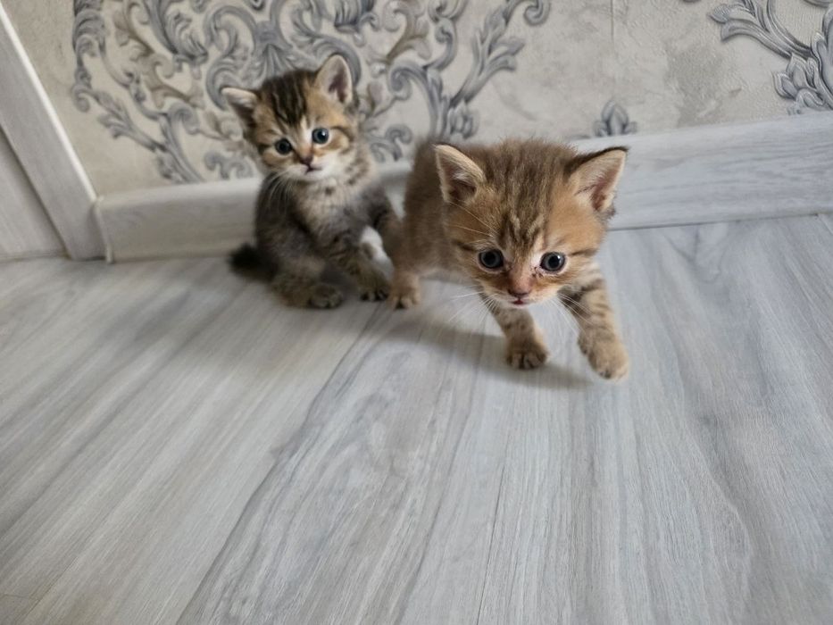 Продаются породистые  котята  шиншилла и скотиш