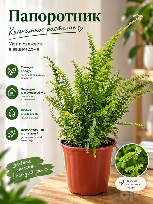 Карликовый папоротник