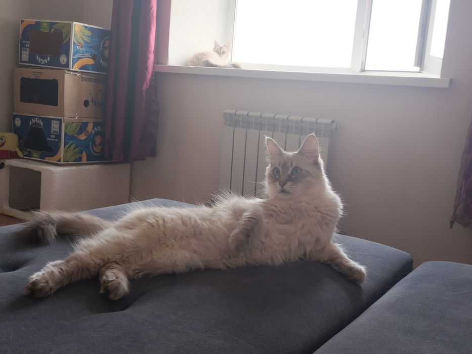 Отдам котят в хорошие, добрые руки!!!