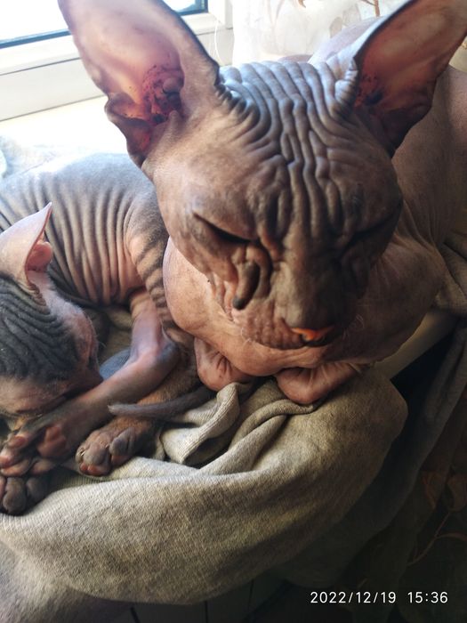 Сфинксы Донской и Египетский