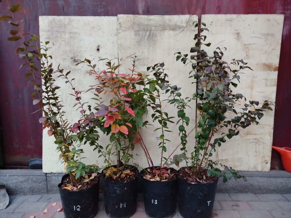 Продам саженцы Голубики