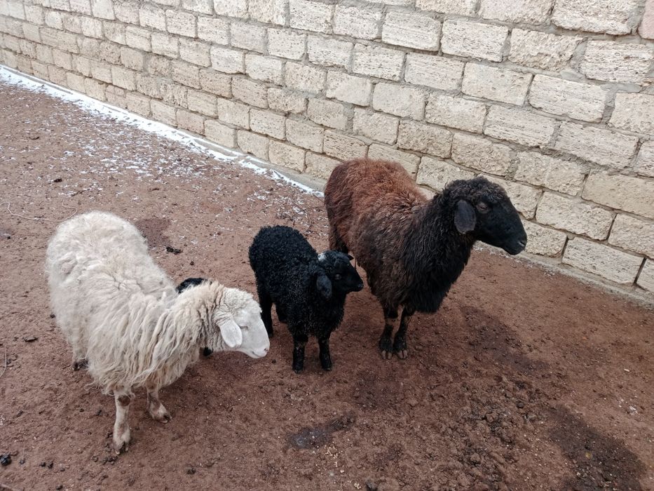 Қозылы қойлар сатылады семіз жемде тұр