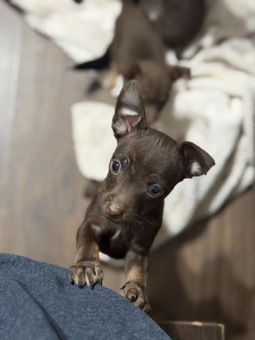 Той терьер щенки