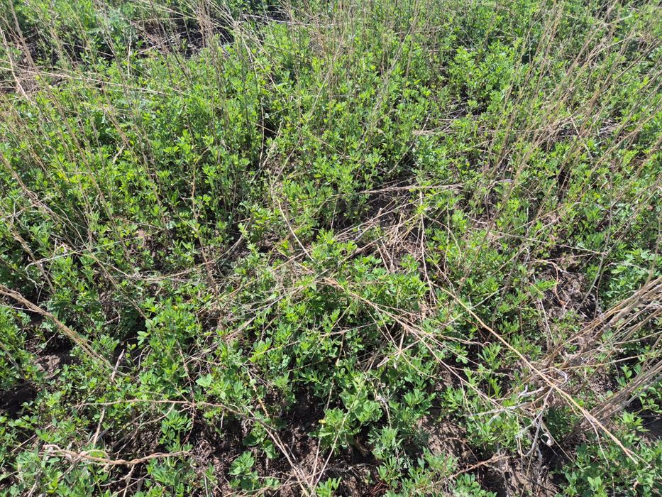 25 гектар жер сатылады