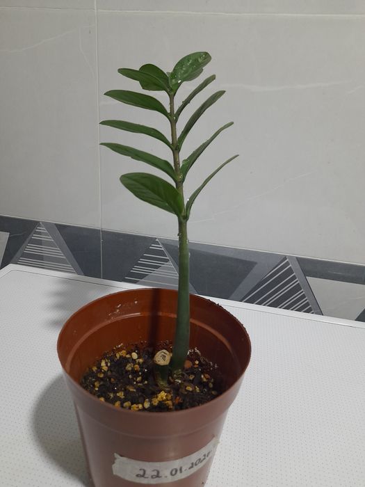 Zamiakulkas Замиакулкс sotuvda 1 dona bor