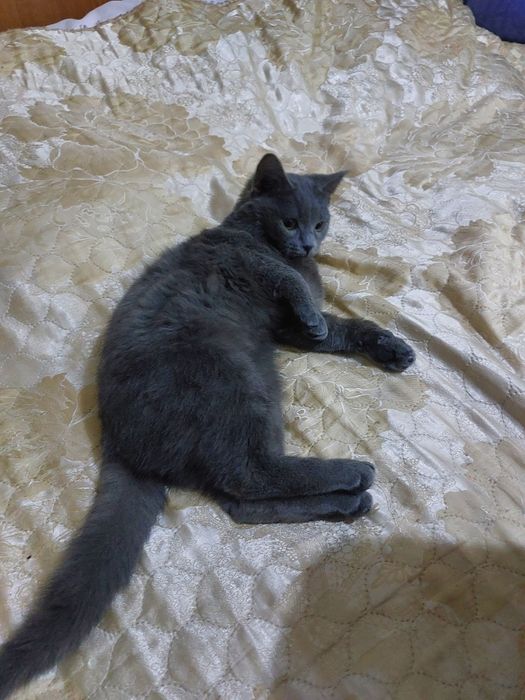 Кошка порода британский