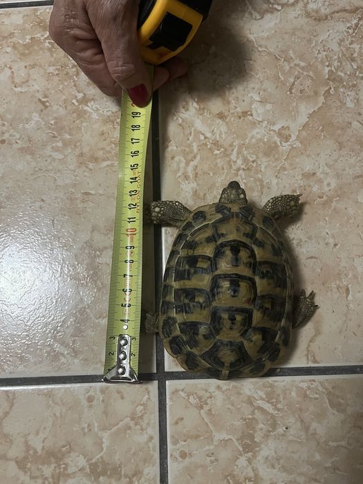 Testoase terestre Testudo 15 cm