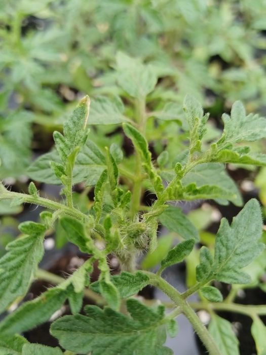 Висококачествен разсад от Родопите домати краставици и др.