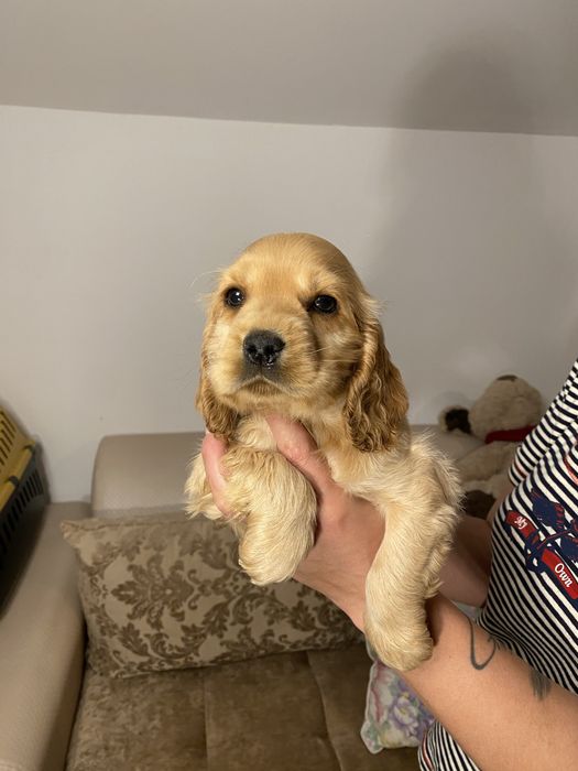 Cocker Spaniel baiat