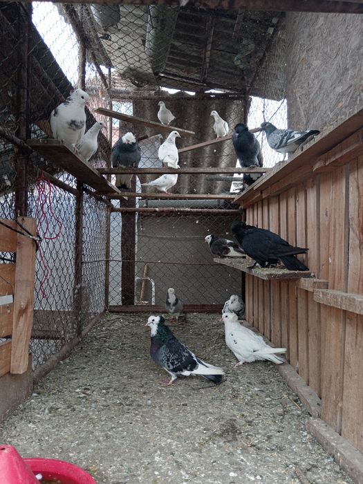 Vând porumbei Uriași maghiari și Salontani  și Striper 3 perechi