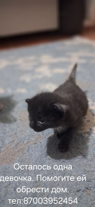 Отдам котенка в добрые руки